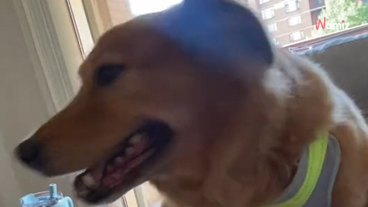 Verängstigtes Kätzchen trifft auf riesigen Hund: Kurz danach trauen alle ihren Augen nicht