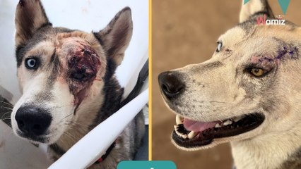 Ce Husky arrive au refuge avec une grave blessure à l'œil : quelques mois plus tard il est méconnaissable (vidéo)