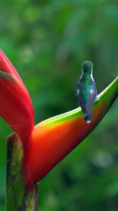 colibrí bebiendo agua, calma,