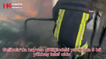 Gelibolu'da hayvan çiftliğindeki yangında 5 büyükbaş telef oldu