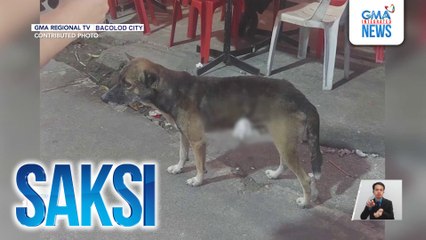 Aspin na may tama ng pana sa tiyan, sinagip; pagdami ng kaso ng animal cruelty, ikinababahala ng Bacolod City Veterinary Office | Saksi
