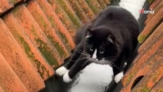 Il voit son chat se déplacer bizarrement dehors : quand il comprend pourquoi, il ne résiste pas à le filmer (vidéo)