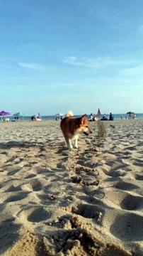 An awesome cute animal video : A nice dog kitten playing and relaxing