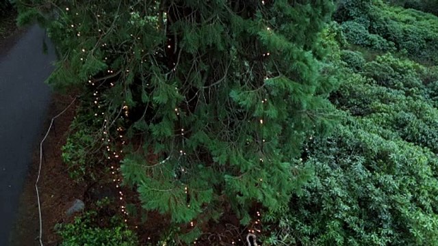 A maior árvore de Natal do Reino Unido é decorada com '2000 luzes'