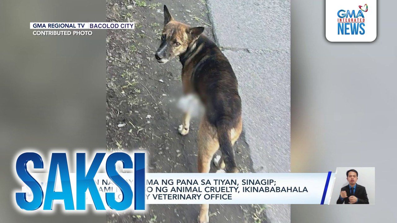 Saksi: (Part 2) Aso, pinana; Backlog na license plates; Pag-iilaw 2024 sa UP Diliman