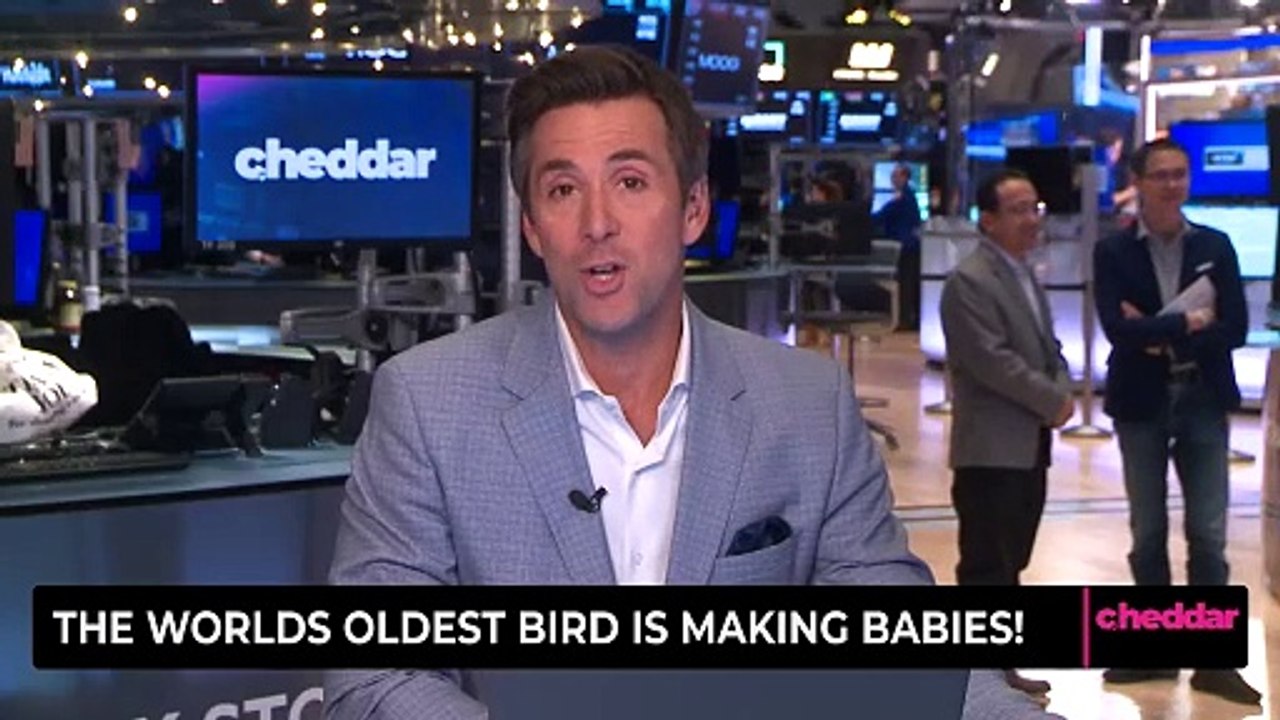 The Worlds Oldest Bird is Making Babies!