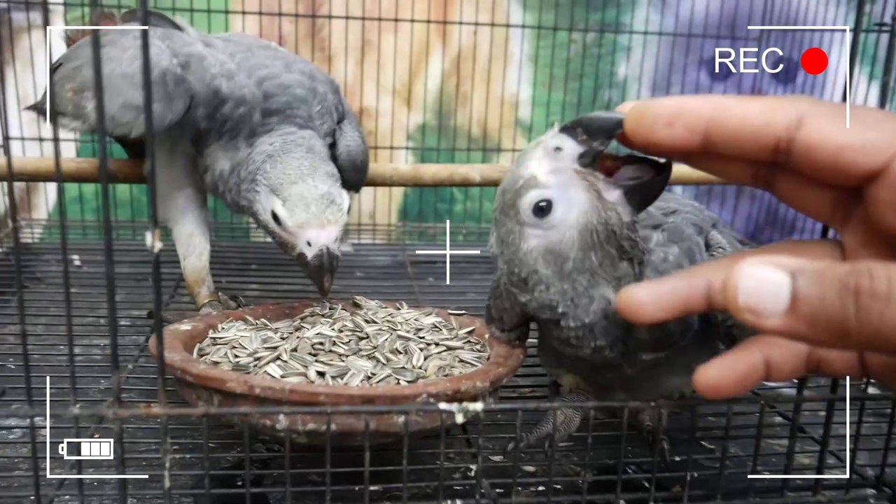 വെറും 10,000/- രൂപ മുതൽ സൺ കോന്യൂർ അഡൾട്ട് പെയറുകൾ | African Grey Parrot | Sun Conures | Pets Birds