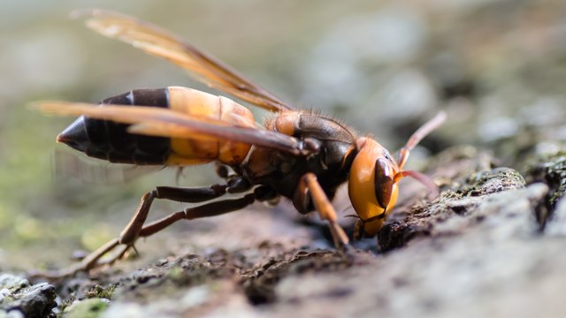 Vespa Soror, un nouvelle espèce de frelon géant fait son apparition en Europe