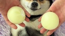 How do dogs sleep?