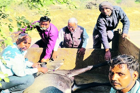 एक्सप्रेस-वे पर नीलगाय वाहन से टकराई, तड़पती रही ... देखें वीडियो...