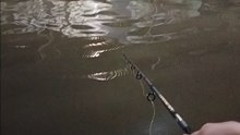 Nice fish