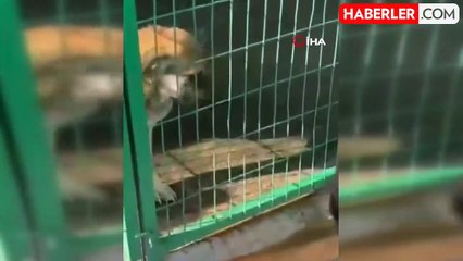 Bursa'da Barınakta Dehşet: Köpekler Diğerini Canlı Canlı Yedi