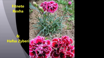 Fitnete rexha & Hafsa Zyberi