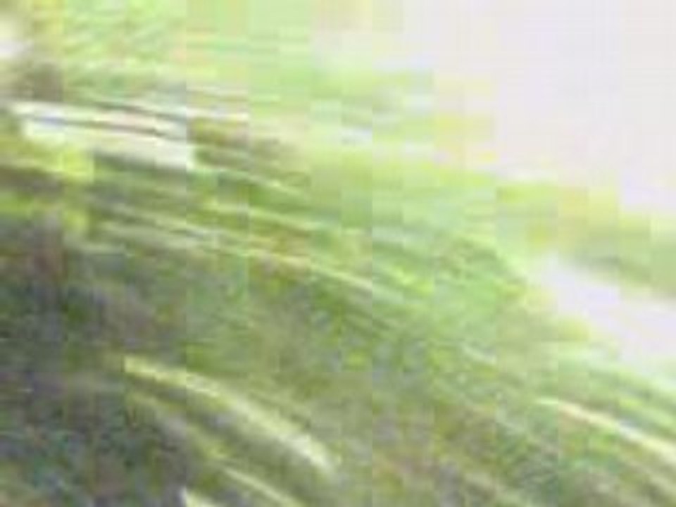 blond dans les herbes . p1