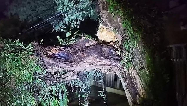 Árvore derruba padrão de energia e bloqueia rua no Jardim Independência