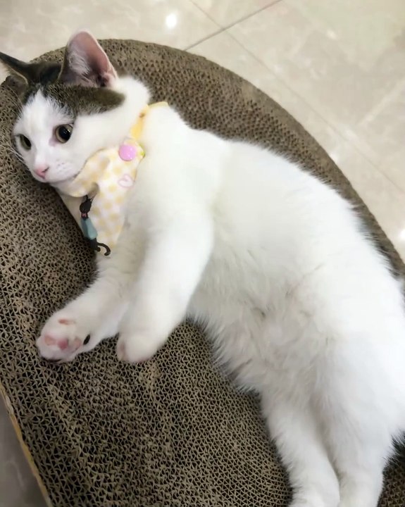 🥳 Welcome to the Ultimate Sanctuary for Cat Lovers! 🐾 In this purr-fectly