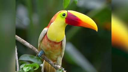 tn7-Vuelven a grabar otro tucán blanco en Guápiles-061224