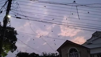 Crows flew back to their home at evening.