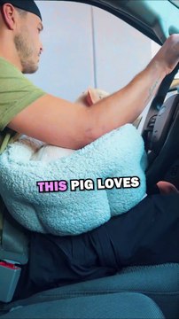 PIG DRIVE THRUS! #animals #pets #animalstories #animalrescue #cute #cuteanimals #natureglobal