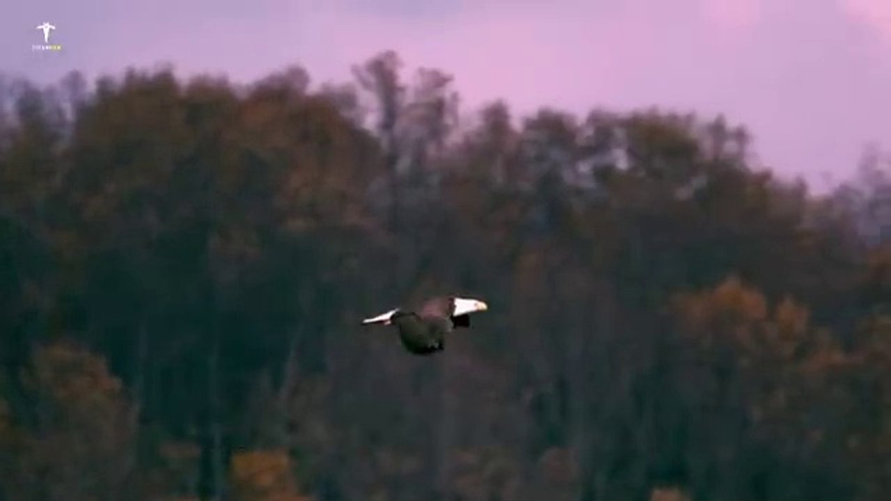 The Power Of Eagle Mindset - Best Motivational Video _ Titan Man