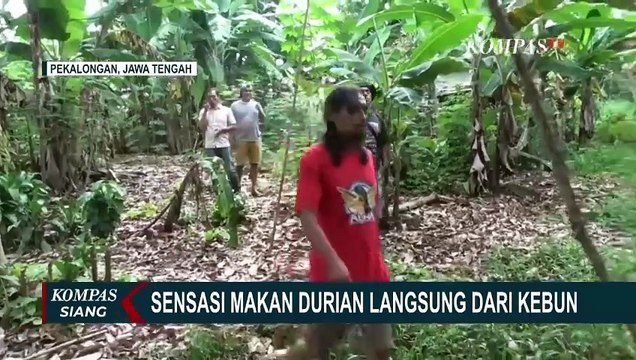 Musim Panen Durian Tiba, Lapak Kadung Tresno di Pekalongan Ramai Diserbu Pembeli