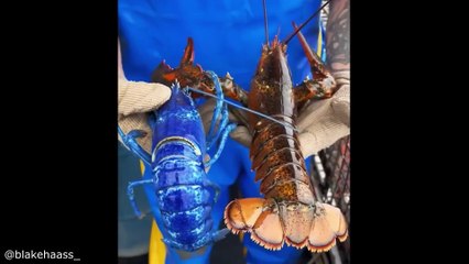 Gravity is Broken Here viral funny and entertaining video