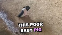 TWO LEGGED PIG! #animals #pets #animalrescue #animalstories #cute #cuteanimals #natureglobal