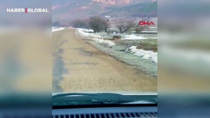 Bolu'da yakından görüntülenen kurt sosyal medyayı salladı