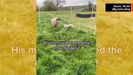 Video: kultainennoutaja adoptoi karitsan, jonka emo hylkäsi