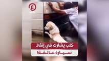 كلب يشارك في إنقاذ سيارة عالقة!