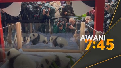 Zoo Berlin umumkan nama anak panda kembar