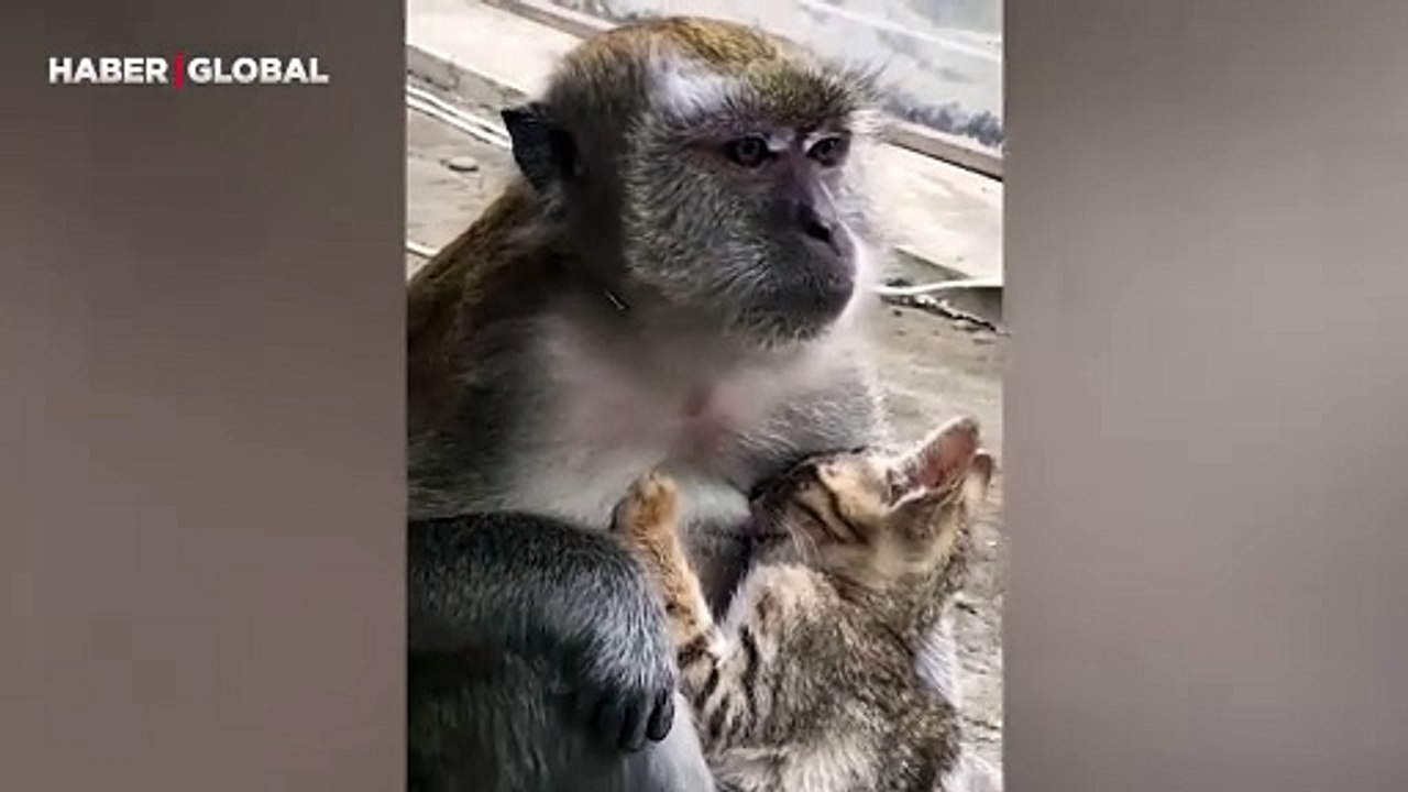 Kediye annelik yapan maymunun görüntüleri gündem oldu