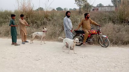 village vlog channel kotsarang tv channel pakistan