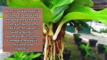 4 Benefits of Galangal for Body Health, a legacy from our ancestors