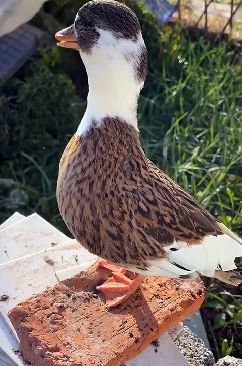 Cute animals | funniest animals #cutepets #animal #cuteanimals #funnyanimals #funny