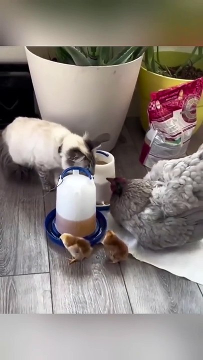 Funny and Cute cats kitten EnteritermentWorld