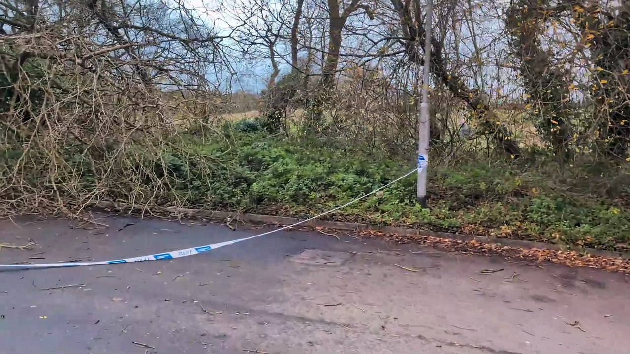 Tree in industrial estate