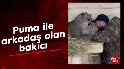Puma ile arkadaş olan bakıcı