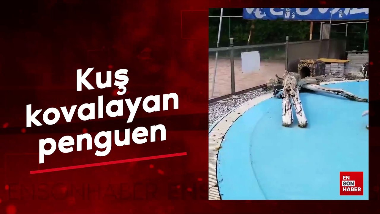 Kuş kovalayan penguen
