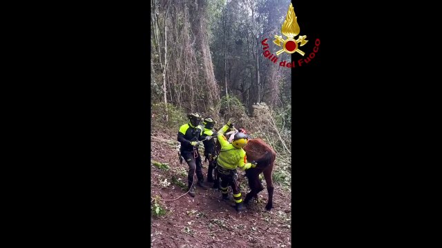 Cavallo cade in un dirupo a Partinico, recuperato dai vigili del fuoco