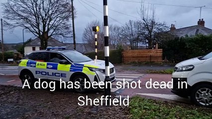 A dog has been shot dead in Hillsborough by police marksmen