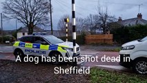 A dog has been shot dead in Hillsborough by police marksmen