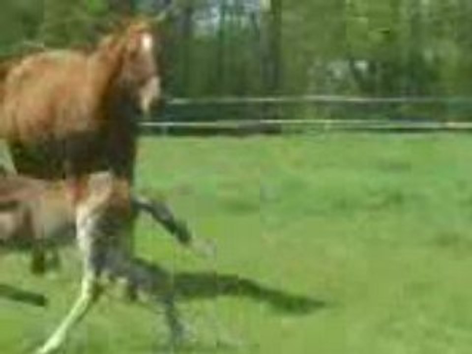 Premier galop d'Utopia