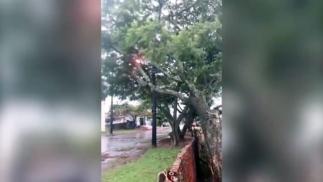 Quem é responsável? Moradores pedem poda de árvore que está pendurada na rede de energia