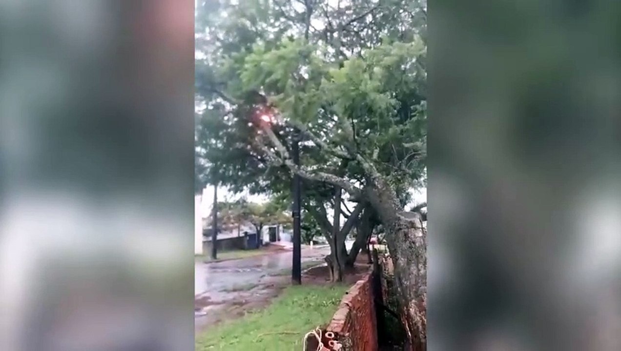 Quem é responsável? Moradores pedem poda de árvore que está pendurada na rede de energia