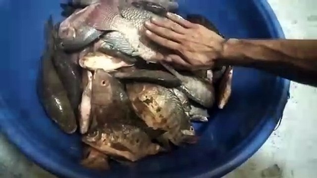 catching big tilapia fish using airgun😱