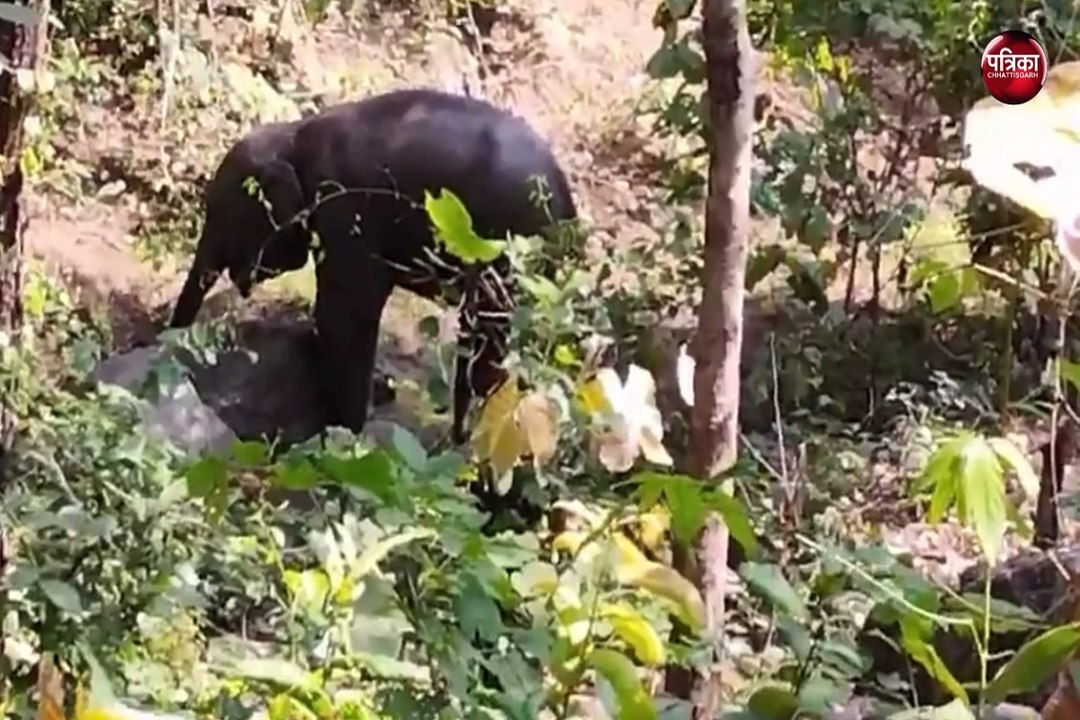 CG Elephant : पोटाश बम से घायल बेबी एलीफेंट अगहन की आखिरकार मौत