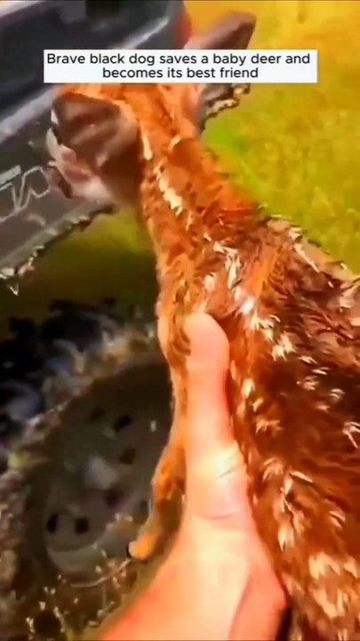 #dog #bambi #rescue #love #friends #friendship #animal #wild #heartwarming #sn2sg #sunnightmusic #cute #cool #sunnightpop #sunnightblues #hollylips #save #life #grateful #thankyou #sunnight #storytime #story #real #healing #together #forever #bf #bff #fyp