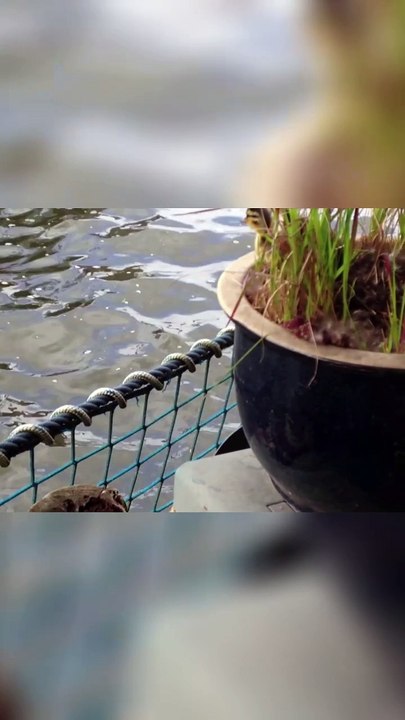 Charmante Momente mit unserem gefiederten Freund 🦆🌿