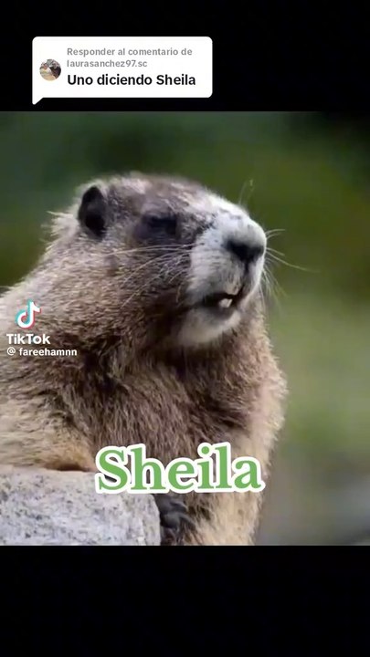 Where is sheila 😂😂